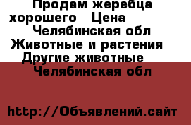 Продам жеребца хорошего › Цена ­ 80 000 - Челябинская обл. Животные и растения » Другие животные   . Челябинская обл.